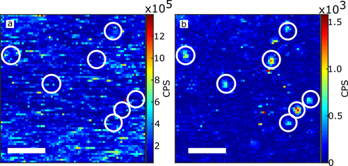 Stokes vs Anti-Stokes Gold Nanorods